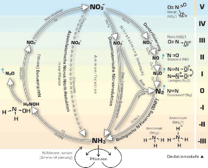 Stickstoffumsetzungen und Lachgasbildung: Nitrifikation