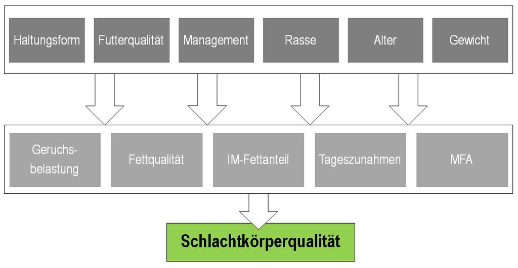 Abbildung 1: Einflussfaktoren für die Schlachtkörperqualität bei Ebern (Quelle: Eigene Darstellung) 3.