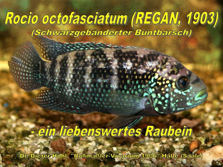 Auch der Referent erhielt 2009 Fische als Aequidens tetramerus, deren Verhalten und Aussehen er ausführlich mit den Angaben der Fachliteratur verglich, um im Ergebnis festzustellen, dass es sich bei