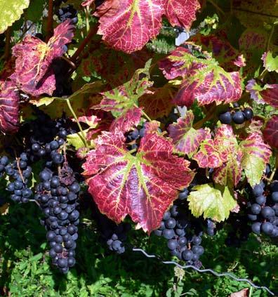 Nebbiolo d Alba DOC «Mirinè» Piemont Italien Traubensorten: 100% Nebbiolo Alkoholgehalt: 14% Vol. CHF 52.