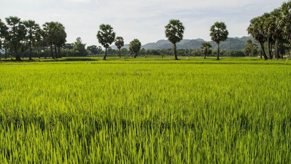 Sattgrüne Reisfelder rund