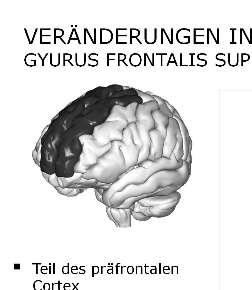 VERÄNDERUNGEN IN DER KONNEKTIVITÄT: GYURUS FRONTALIS SUPERIOR, ORBITALER ABSCHNITT *) Teil des präfrontal