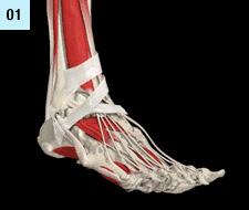 1. Allgemeines zum Allgemeines, Funktion, Anatomie Der Fuß ist eine äußerst Komplexe Struktur, bestehend aus Knochen, Gelenkkapseln, Muskeln und Bändern.
