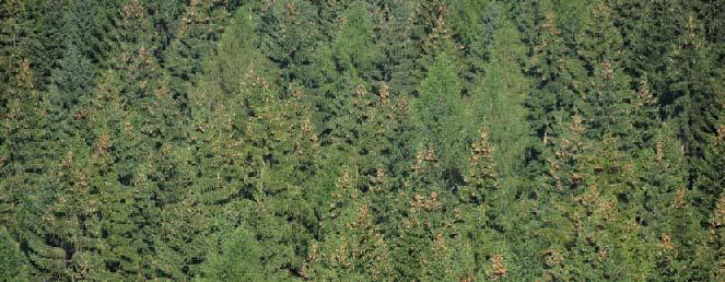 Die Gemeine Fichte prägt mit einem Flächenanteil von über 50 Prozent die Ertragssituation im Staatswald Entwicklung der durchschnittlichen Holzvorräte im Staatswald Sachsen 1844 2008 Holzvorrat pro