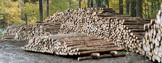 Verschiedene Holzsortimente vor der Abfuhr zur Weiterverarbeitung in der Holzindustrie Naturale Ergebnisse des Geschäftsjahres 2009 im sächsischen Staatswald Maßnahme: Ergebnis Ist