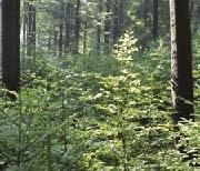 Waldbauliches Qualitätsmanagement Die Ergebnisse des seit 2002 etablierten und 2006 modifizierten Verfahrens des Waldbaulichen Qualitätsmanagements (WQM) bilden einen wesentlichen Teil der