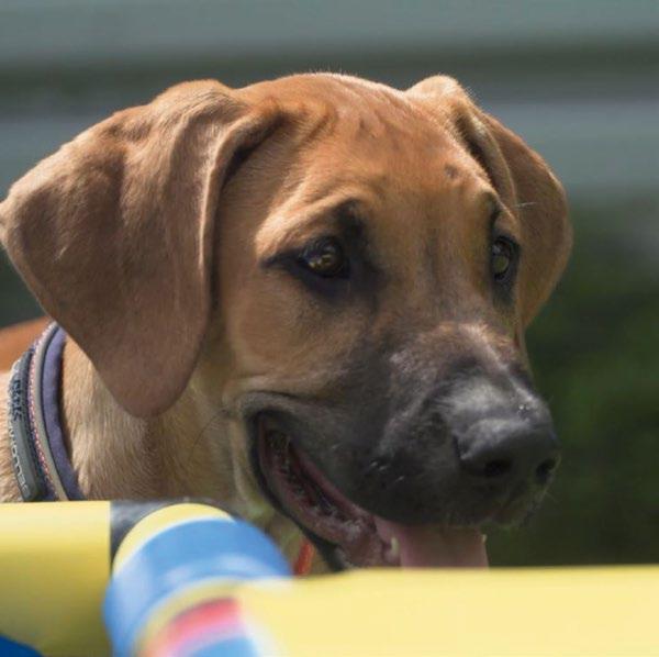 Outdoor-Auslauf Eine riesige eingezäunte Auslauffläche mit einem Unterstand aus Holz und wärmegedämmten Boden als witterungsgeschützter, schattiger Liegeplatz mit Hundekissen.