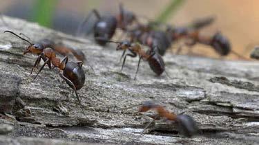 Blick in den Ameisenbau (Grafik) Diese Grafik ermöglicht einen Blick in einen Ameisenbau. Man sieht die verschiedenen Kammern. Wer ist wer im Bienenvolk?