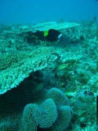 Great Barrier Reef PSSA Great Barrier Reef, Australien; ausgewiesen als erstes PSSA 1990; Erweiterung um Torres Strait 2005 Festkommen Shen Neng 1, aufgrund von Fahrlässigkeit und Missachtung von