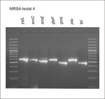 (1999) MLST typing: 7 loci ((yqil, arcc, aroe, glpf, gmk, pta, tpi) ref. Enright et al.