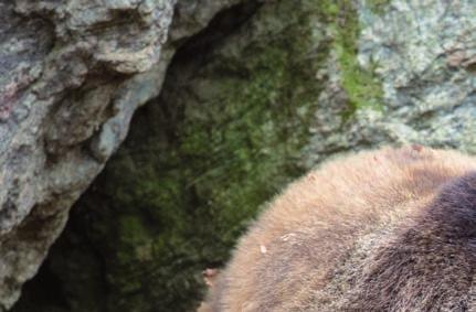 Er kam fast nur in Europa vor. Der Höhlenbär lebte bis vor etwa 25.000 Jahren.