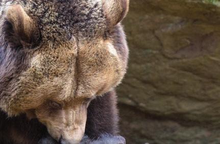 Die riesigen Bären starben aus, als das Klima kälter wurde.