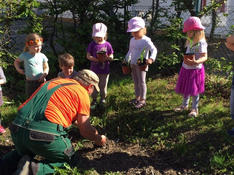 Das Maislabyrinth wird ausgepflanzt, auf dem Kindergartengelände entsteht eine Spirale aus Maispflanzen.