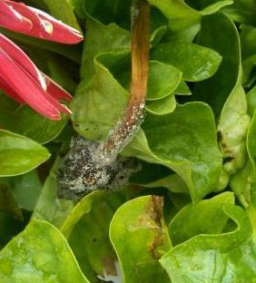 Klimasteuerung Proaktiv gegen Botrytis Befallenes Pflanzenmaterial sofort aus dem Gewächshaus entfernen