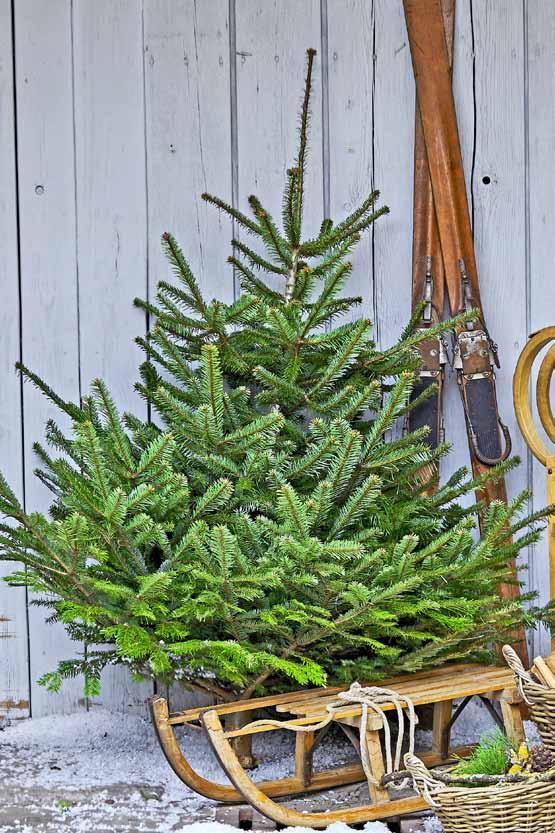 UNSERE BESTEN Nordmanntanne: Die beliebteste Weihnachtsbaum-Sorte mit weichen Nadeln und herrlichem Duft 1 1 Nordmanntanne
