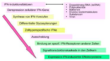 Makrophagen: Aufnahme/Abtöten von Bakterien / Opsonisierung durch Antikörper/C3b verbessert Phagozytose Interferon Interferon Interferon (IFN) = zelluläre