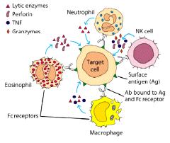 Antibody Dependent Cellular Cytotoxicity (ADCC) durch NK- Zellen (Natürliche Killer-Zellen) Aufbau IgG Antikörperklassen