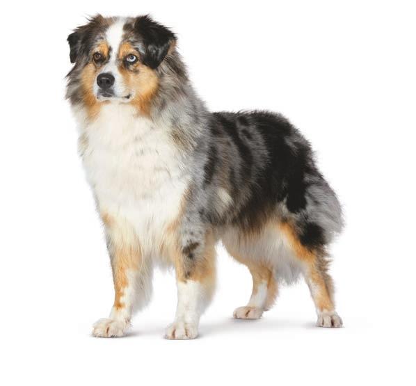 MEDIUM MITTELGROSSE HUNDE [ 11 kg bis 5 kg ] Sterilised Alleinfuttermittel für große, ausgewachsene und kastrierte Hunde ab dem 1.