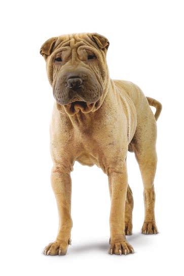 MEDIUM MITTELGROSSE HUNDE [ 11 kg bis 5 kg ] Dermacomfort Alleinfuttermittel für mittelgroße, ausgewachsende Hunde ab dem 1.