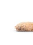 AUSGEWOGENE ZUFUHR VON MINAERALSTOFFEN (KALZIUM UND PHOSPHOR) Unterstützt den harmonischen Knochenaufbau des Welpen mittelgroßer Hunde dank einer ausgewogenen Zufuhr an