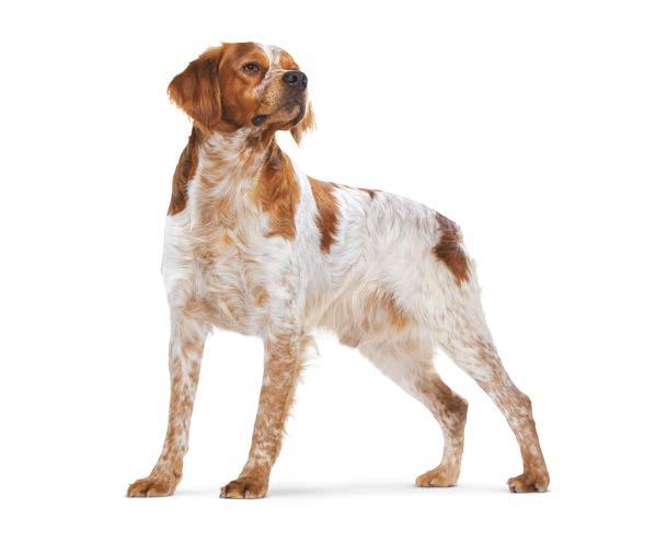 MEDIUM MITTELGROSSE HUNDE [ 11 kg bis 5 kg ] Adult Alleinfuttermittel für mittelgroße, ausgewachsene Hunde ab dem 1.