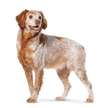 MEDIUM MITTELGROSSE HUNDE [ 11 kg bis 5 kg ] Adult 7+JAHRE Alleinfuttermittel für mittelgroße, ausgewachsene Hunde ab dem 7.