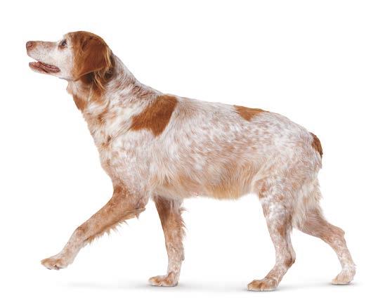 MEDIUM MITTELGROSSE HUNDE [ 11 kg bis 5 kg ] Ageing 10+JAHRE Alleinfuttermittel für mittelgroße, ausgewachsene Senior-Hunde ab dem 10.