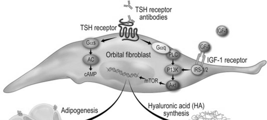 TSH- Rezeptor humorale Immunität zelluläre Immunität ClO 4-131