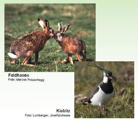 Naturschutzberatung Rebhuhn, Kiebitz, Hase und Co in Niederkassel
