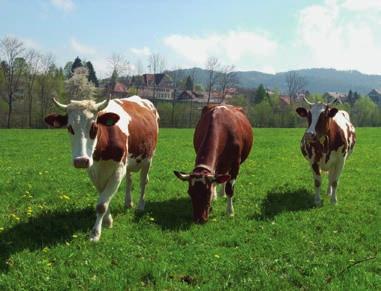 ART-Bericht 734 Die wirtschaftliche Entwicklung der schweizerischen Landwirtschaft 29 Hauptbericht Nr.