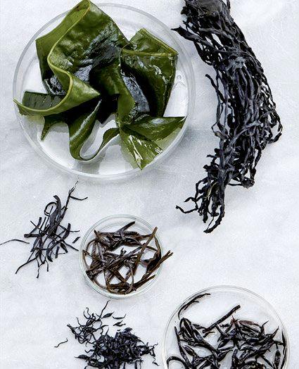 GESUND ERNÄHREN Algen Irish Moss Eine Rotalge, die eine ganz besondere Bedeutung in der Küche hat. Denn sie enthält Carragen, das als Stabilisator genutzt werden kann. Wie verwendbar?
