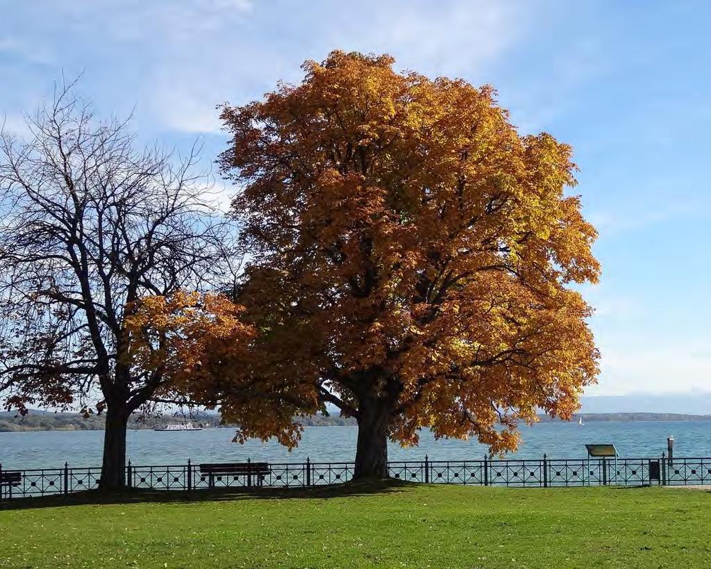 Konzept Mischwasserbehandlung Vergleich: Entwässerung gleicht einem Baum, nur dass RÜB s dafür sorgen, dass der Kanalquerschnitt vor der Kläranlage