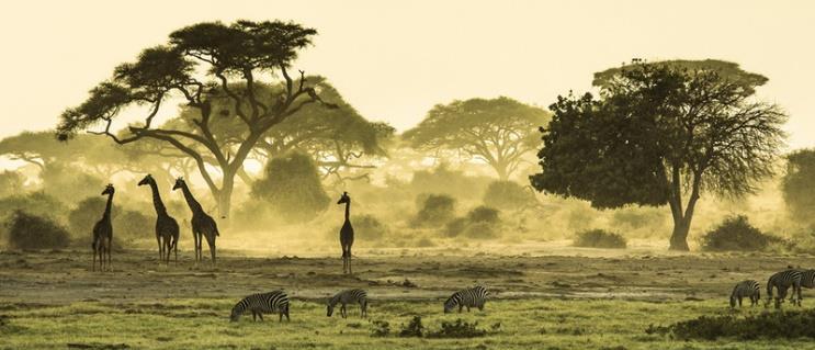 Alle Highlights auf einen Blick! Erleben Sie eine Safari mit Alfred Dunkl, die Sie niemals vergessen werden! Tag 1 Nairobi- Lake Nakuru Nationalpark (Fahrzeit: 2h30) 06./07.