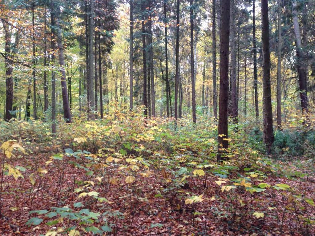 Umsetzung Wald und Wild STADTFORSTAMT Verbiss- und Schälschadensinventuren Weisergatter Verbesserung