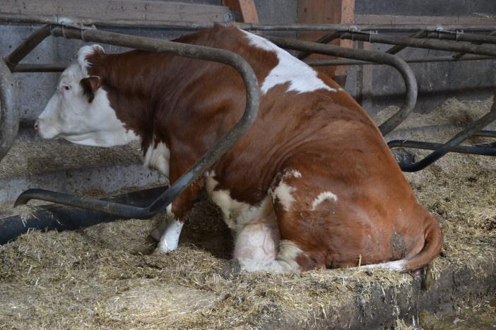 III. Vorschläge: Für Nutztiere I: Wertschätzung durch Eigenkontrolle Mögliche Indikatoren für Liegekomfort beim Rind (nach Melkzeit): CCI (Cow-Comfort-Index): Verhältnis korrekt Liegende / Herde