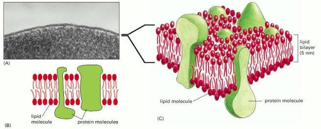 Zellmembranen Alberts et al: Molecular Biology of the Cell