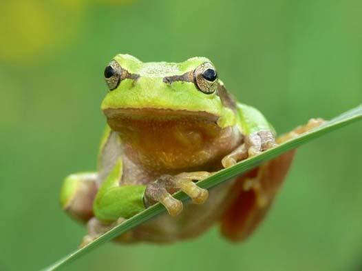 Landesweite Artenkartierung: Amphibien und Reptilien 2014-2015 Jetzt Mitmachen! Was soll kartiert werden?