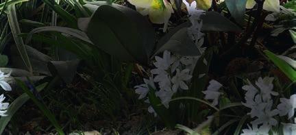 Blattränder und elegante weiße Blüten