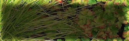 Carex ornithopoda Variegata,