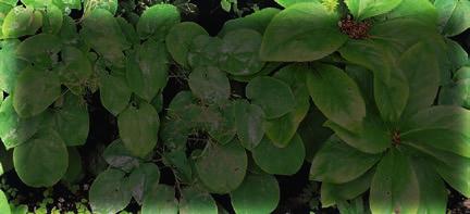 Epimedium pubigerum, Helleborus Orientalis-Hybride