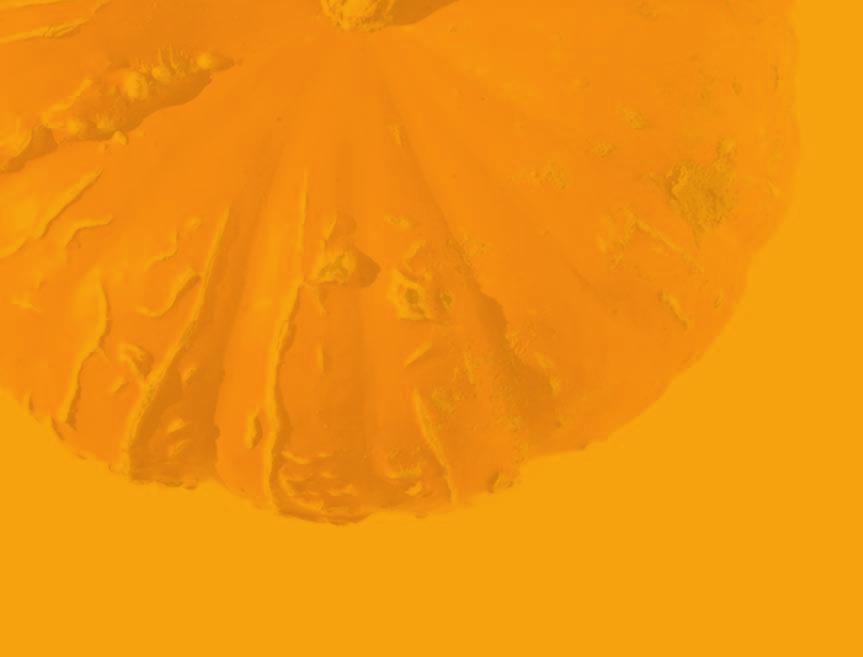 Winterkürbisse Riesenkürbisse Gelber Zentner Form Flachrund Grösse ø 30 65 cm, 20 40 cm hoch Gewicht 15 50 kg Schale Rau, netzartige Struktur, gelb Fruchtfleisch Gelb, dick, fasrig, wässrig Lagerzeit