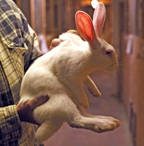 Das angemessene Einfangen und Transportieren der Kaninchen sollte dem Grundgedanken dieser tierfreundlichen Haltungssysteme folgen und darauf ausgerichtet sein, den Tieren so wenig Stress und
