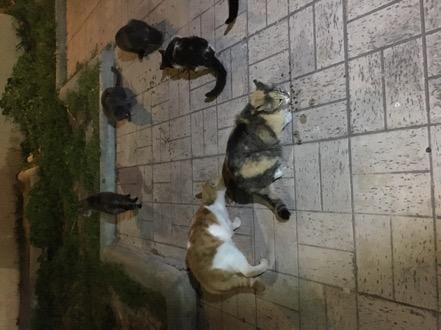 Die Straßenkatzen habe ich an den bekannten Futterstellen besucht.