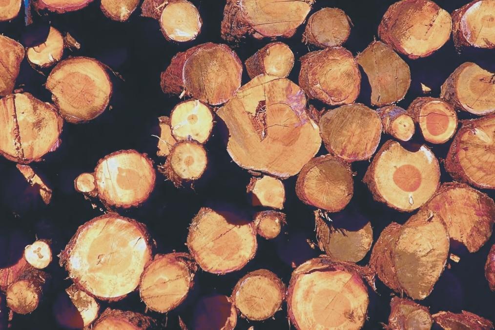 Ökologische Aspekte: Nachwachsender Rohstoff Holz Nachhaltiger Effekt durch Doppelnutzung der