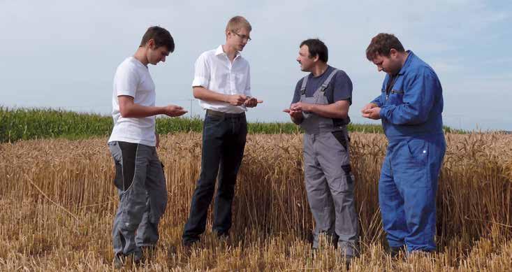 Zur Ernte prüfen Herbert, Alexander und Wolfgang Sturm mit BayWa Verkaufsberater Josef Ostermeier die Qualität der neuen Weizensorte Kometus noch im