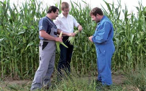 Herbert Sturm ist die Fusarienbekämpfung im Getreide wichtig, um seine Sauen vor mykotoxinbedingten Fruchtbarkeitsstörungen zu schützen.