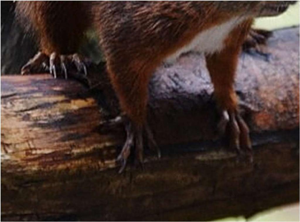 9 Das Eichhörnchen besitzt an seinen Vorder- und 10 Das Eichhörnchen kann bis zu 5 Meter weit springen! Hinterfüßen lange Krallen.