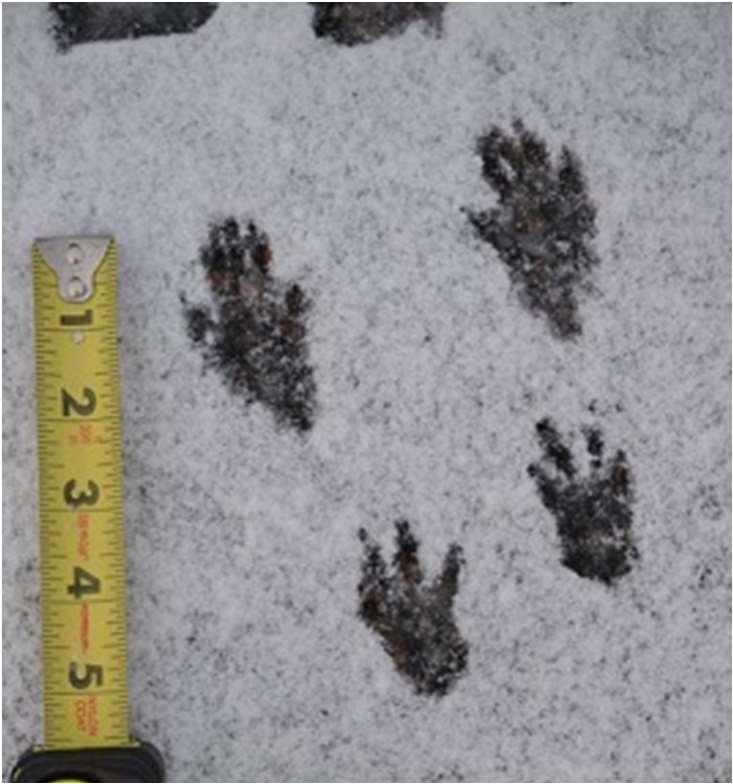 13 Eichhörnchen können bis zu 12 Jahre alt 14 Im Winter kann man die Spuren eines Eichhörnchens im Schnee werden. Sie erreichen entdecken.