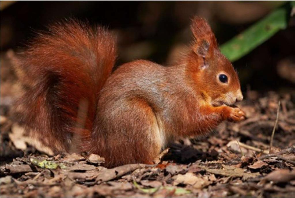 Die Ohren des Eichhörnchens Unter einem Nadelbaum werden wegen den langen Fressspuren liegen oft viele abgenagte Tannenzapfen.