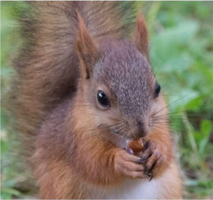 Foto: Nadelwald von flöschen ist lizensiert unter CC-BY 2.0 Foto: DSC_9662-55 von kuhnml ist lizensiert unter CC-BY 2.0 19 Eichhörnchen haben hervorragende Augen.